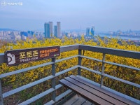 1년에 중 딱 이 계절에만, 샛노란 황금빛으로 변신한 응봉산 | 서울시 - 내 손안에 서울 1년에 중 딱 이 계절에만, 샛노란 황금빛으로 변신한 응봉산