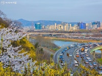 1년에 중 딱 이 계절에만, 샛노란 황금빛으로 변신한 응봉산 | 서울시 - 내 손안에 서울 1년에 중 딱 이 계절에만, 샛노란 황금빛으로 변신한 응봉산