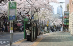 조금 더 특별한 벚꽃길! 동작구 만양로·영등포구 대방천로 | 서울시 - 내 손안에 서울