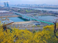1년에 중 딱 이 계절에만, 샛노란 황금빛으로 변신한 응봉산 | 서울시 - 내 손안에 서울 1년에 중 딱 이 계절에만, 샛노란 황금빛으로 변신한 응봉산