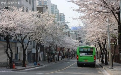 조금 더 특별한 벚꽃길! 동작구 만양로·영등포구 대방천로 | 서울시 - 내 손안에 서울