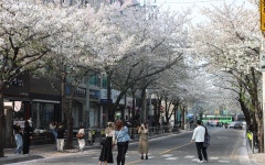 조금 더 특별한 벚꽃길! 동작구 만양로·영등포구 대방천로 | 서울시 - 내 손안에 서울