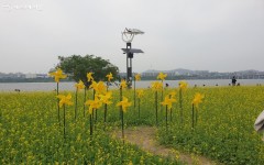 서울에서 즐기는 서래섬 유채꽃 축제, 꽃으로 힐링해요~ | 서울시 - 내 손안에 서울