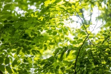 찔레꽃 핀 여름 풍경이 가장 행복해! 오동근린공원 | 서울시 - 내 손안에 서울 찔레꽃 핀 여름 풍경이 가장 행복해! 오동근린공원