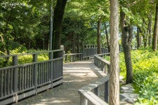 찔레꽃 핀 여름 풍경이 가장 행복해! 오동근린공원 | 서울시 - 내 손안에 서울 찔레꽃 핀 여름 풍경이 가장 행복해! 오동근린공원