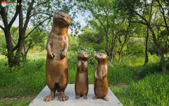 천연기념물 수달을 볼 수 있는 곳? 여의도샛강생태공원 | 서울시 - 내 손안에 서울