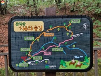 내게 주는 값진 시간, 숲멍 하며 나홀로 즐긴 산림치유 | 서울시 - 내 손안에 서울 내게 주는 값진 시간, 숲멍 하며 나홀로 즐긴 산림치유