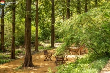 문학 향기 솔솔~ 더 좋아진 하늘공원 메타세쿼이아길을 거닐다! | 서울시 - 내 손안에 서울 문학 향기 솔솔~ 더 좋아진 하늘공원 메타세쿼이아길... 