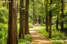 문학 향기 솔솔~ 더 좋아진 하늘공원 메타세쿼이아길을 거닐다! | 서울시 - 내 손안에 서울 문학 향기 솔솔~ 더 좋아진 하늘공원 메타세쿼이아길... 