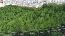 도심 속 힐링, 이런 방법도 있어요~ 봉산 편백나무 힐링숲 | 서울시 - 내 손안에 서울 도심 속 힐링, 이런 방법도 있어요~ 봉산 편백나무 힐링숲
