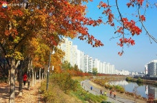 요즘 가을 뭐봄? 秋향저격 서울 단풍길 99선 | 서울시 - 내 손안에 서울 요즘 가을 뭐봄? 秋향저격 서울 단풍길 99선