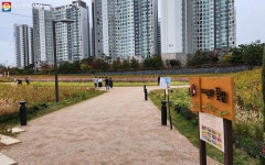 붙잡고 싶은 가을! 만끽하기 좋은 단풍길·꽃밭 2곳 추천! | 서울시 - 내 손안에 서울 붙잡고 싶은 가을! 만끽하기 좋은 단풍길·꽃밭 2곳 추천!