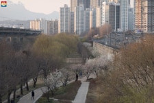 상춘객 손짓…하동 매화, 담양 대나무 서울에도 있다! | 서울시 - 내 손안에 서울 상춘객 손짓…하동 매화, 담양 대나무 서울에도 있다!
