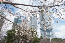 봄의 전령 살구꽃·개나리 만나러 서울숲·응봉산 나들이 출발! | 서울시 - 내 손안에 서울 봄의 전령 살구꽃·개나리 만나러 서울숲... 