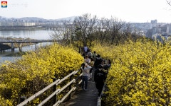 개나리꽃 절정은 이번 주! 응봉산~서울숲 따라가는 봄꽃 지도 | 서울시 - 내 손안에 서울 개나리꽃 절정은 이번 주! 응봉산~서울숲 따라가는 봄꽃 지도