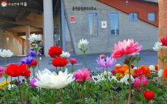 서울 봄꽃길, 매력가든, 동행가든 어디? 곳곳마다 봄꽃 내음 가득!... | 서울시 - 내 손안에 서울 서울 봄꽃길, 매력가든, 동행가든 어디? 곳곳마다... 