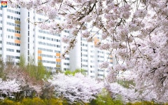 꽃망울이 팡팡! 서울의 숨겨진 벚꽃 명소 당현천 산책길 | 서울시 - 내 손안에 서울 꽃망울이 팡팡! 서울의 숨겨진 벚꽃 명소 당현천 산책길