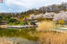 벚꽃명소 북서울꿈의숲 | 서울시 - 내 손안에 서울 늦게 핀 아쉬움 달래줄 만큼 예뻐요! 벚꽃명소 북서울꿈의숲