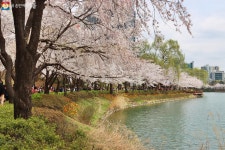 여기서 찍으면 실패 없다! 벚꽃길 사진명소 두 곳 | 서울시 - 내 손안에 서울 여기서 찍으면 실패 없다! 벚꽃길 사진명소 두 곳
