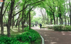 마음까지 화사해지는 철쭉 프사의 비결은? 봄꽃 사진, 이렇게 찰칵! | 서울시 - 내 손안에 서울 마음까지 화사해지는 철쭉 프사의 비결은? 봄꽃... 