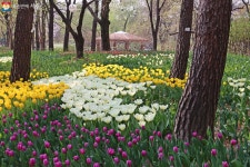 봄의 설레임 가득 서울숲 정원 투어 | 서울시 - 내 손안에 서울 한 폭의 그림 속으로 들어온 듯! 봄의 설레임 가득 서울숲 정원 투어