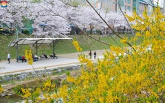 꽃망울이 팡팡! 서울의 숨겨진 벚꽃 명소 당현천 산책길 | 서울시 - 내 손안에 서울 꽃망울이 팡팡! 서울의 숨겨진 벚꽃 명소 당현천 산책길