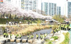 꽃망울이 팡팡! 서울의 숨겨진 벚꽃 명소 당현천 산책길 | 서울시 - 내 손안에 서울 꽃망울이 팡팡! 서울의 숨겨진 벚꽃 명소 당현천 산책길