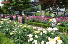 자전거길 11코스 | 서울시 - 내 손안에 서울 장미꽃길 따라 따릉이 타고 달리는 기분, 상쾌도 하다! 자전거길 11코스