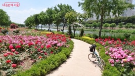 자전거길 11코스 | 서울시 - 내 손안에 서울 장미꽃길 따라 따릉이 타고 달리는 기분, 상쾌도 하다! 자전거길 11코스