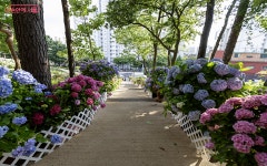 인생샷 여기서 건지세요! 수국 핫플 초안산 수국동산 | 서울시 - 내 손안에 서울  인생샷 여기서 건지세요! 수국 핫플 초안산 수국동산