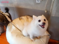 여름휴가, 반려동물 걱정 말고 다녀오시개 우리동네 펫위탁소... 내 손안에 서울 여름휴가, 반려동물 걱정 말고 다녀오시개 우리동네 펫위탁소 