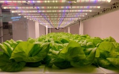 지능형 농장 스마트팜 6곳 개장(ft. 체험프로그램) | 서울시 - 내 손안에 서울 이상기후에도 끄덕없다! 지능형 농장 스마트팜 6곳 개장(ft.... 