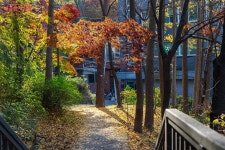 올해 단풍은 여기서 마무리! 숲이 좋은 길, 남산둘레길 | 서울시 - 내 손안에 서울 올해 단풍은 여기서 마무리! 숲이 좋은 길, 남산둘레길