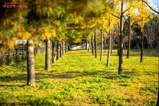 궁산~서울식물원 연결 둘레길 개통 | 서울시 - 내 손안에 서울 이색적인 가을 풍경 즐겨보세요! 궁산~서울식물원 연결 둘레길 개통