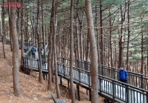 잣나무숲 울창한 호암늘솔길 힐링 산책 | 서울시 - 내 손안에 서울 한겨울에 만난 푸르름! 잣나무숲 울창한 호암늘솔길 힐링 산책