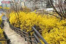봄은 개나리로소이다! 개나리는 응봉산로소이다! | 서울시 - 내 손안에 서울 봄은 개나리로소이다! 개나리는 응봉산로소이다! 