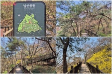 상춘객 설레게 하는 필동로 벚꽃길! 복잡한 관광 명소 대신 여유롭게... 상춘객 설레게 하는 필동로 벚꽃길! 복잡한 관광 명소 대신 여유롭게 즐겨요~