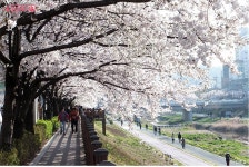 아직 꽃구경 못했어? 하늘에서 바라본 벚꽃 엔딩 | 서울시 - 내 손안에 서울 아직 꽃구경 못했어? 하늘에서 바라본 벚꽃 엔딩 