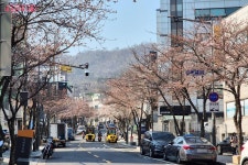 상춘객 설레게 하는 필동로 벚꽃길! 복잡한 관광 명소 대신 여유롭게... 상춘객 설레게 하는 필동로 벚꽃길! 복잡한 관광 명소 대신 여유롭게 즐겨요~