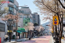상춘객 설레게 하는 필동로 벚꽃길! 복잡한 관광 명소 대신 여유롭게... 상춘객 설레게 하는 필동로 벚꽃길! 복잡한 관광 명소 대신 여유롭게 즐겨요~