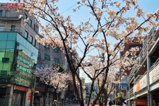 상춘객 설레게 하는 필동로 벚꽃길! 복잡한 관광 명소 대신 여유롭게... 상춘객 설레게 하는 필동로 벚꽃길! 복잡한 관광 명소 대신 여유롭게 즐겨요~