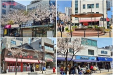 상춘객 설레게 하는 필동로 벚꽃길! 복잡한 관광 명소 대신 여유롭게... 상춘객 설레게 하는 필동로 벚꽃길! 복잡한 관광 명소 대신 여유롭게 즐겨요~