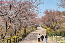 상춘객 설레게 하는 필동로 벚꽃길! 복잡한 관광 명소 대신 여유롭게... 상춘객 설레게 하는 필동로 벚꽃길! 복잡한 관광 명소 대신 여유롭게 즐겨요~