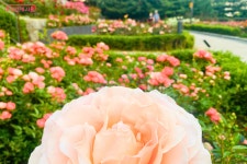 또 하나의 빼놓을 수 없는 장미 명소 대현산 장미원 | 서울시 - 내 손안에 서울 꽃길만 걷게 해줄게! 또 하나의 빼놓을 수 없는 장미 명소 대현산... 
