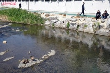 봄날의 완벽한 산책, 별빛내린천 따라 수국정원, 북페스타, 순대타운! | 서울시 - 내 손안에 서울 봄날의 완벽한 산책, 별빛내린천 따라... 