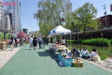봄날의 완벽한 산책, 별빛내린천 따라 수국정원, 북페스타, 순대타운! | 서울시 - 내 손안에 서울 봄날의 완벽한 산책, 별빛내린천 따라... 