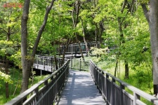 봉산 편백나무 치유의 숲·무장애숲길 | 서울시 - 내 손안에 서울 부담 없지만 만족도 최고! 봉산 편백나무 치유의 숲·무장애숲길 