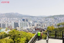 봉산 편백나무 치유의 숲·무장애숲길 | 서울시 - 내 손안에 서울 부담 없지만 만족도 최고! 봉산 편백나무 치유의 숲·무장애숲길 