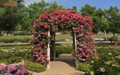 여기도 장미 맛집! 지금 사진 찍기 딱 좋은, 서울 장미정원 두 곳 | 서울시 - 내 손안에 서울 여기도 장미 맛집! 지금 사진 찍기 딱 좋은, 서울... 