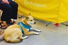 댕댕아, 학교 가자! 무료 서울 반려동물 시민학교 신청방법은? | 서울시 - 내 손안에 서울 댕댕아, 학교 가자! 무료 서울 반려동물 시민학교... 